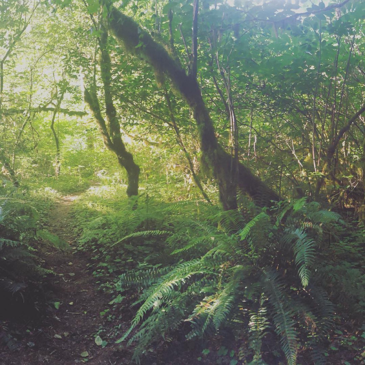 Found a perfect campsite in a rain forest.