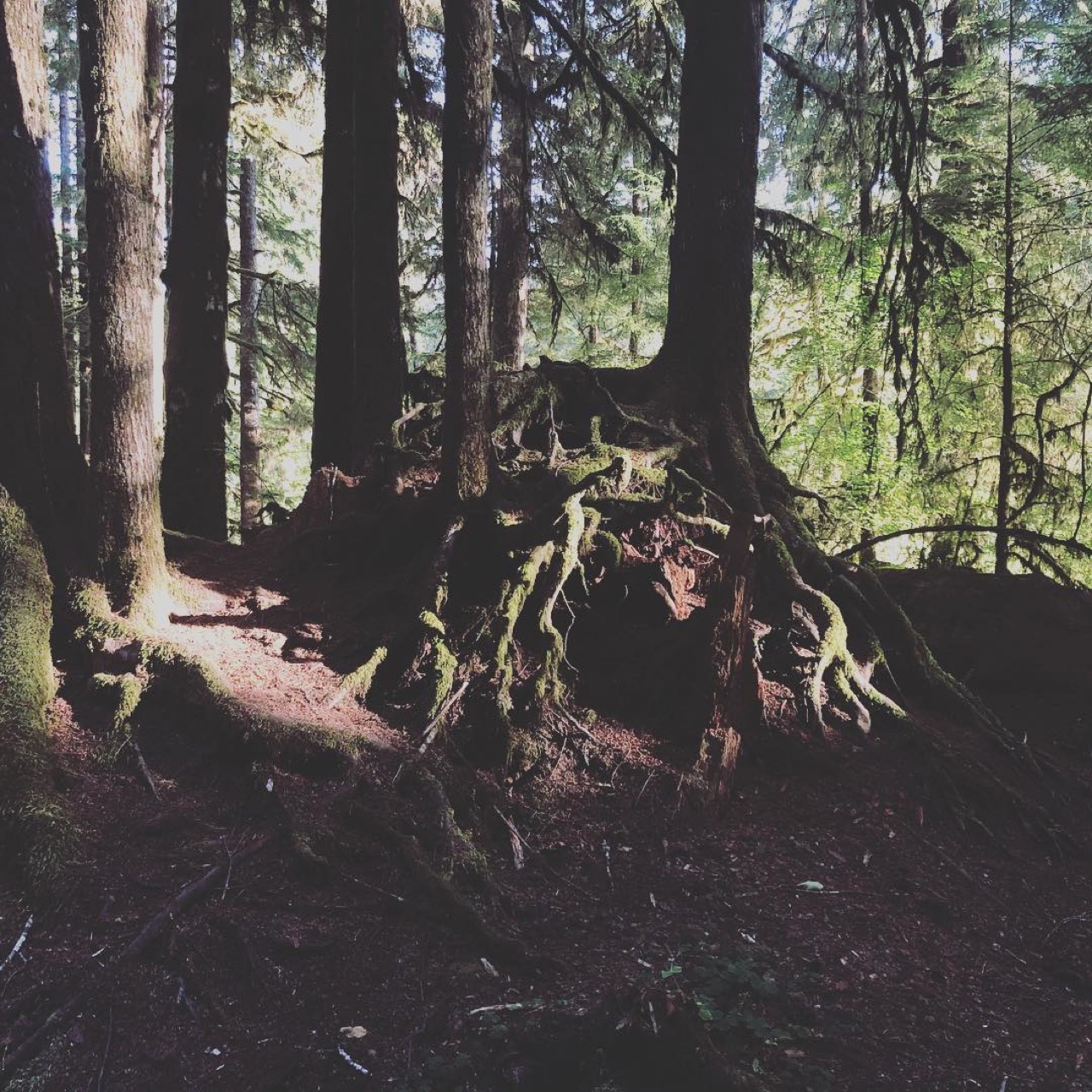 Found a perfect campsite in a rain forest.
