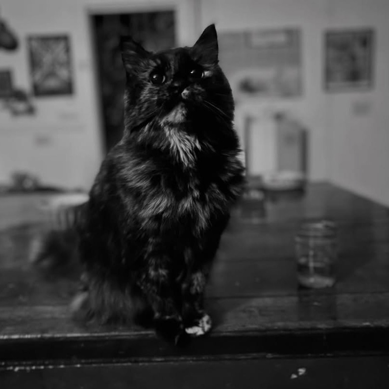 This is a tribute to our beloved gallery cat, Gertie.